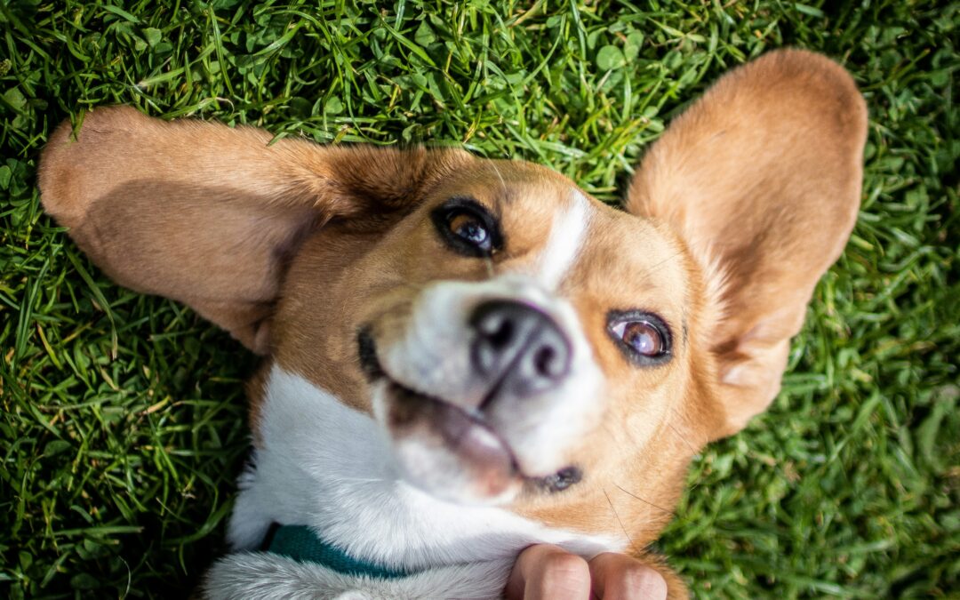Do You Pay Sales Tax on Pet Food? How Sales Tax Applies to Pets