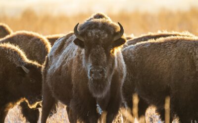 How To Register for Sales Tax in North Dakota (North Dakota Sales & Use Tax Registration Guide)