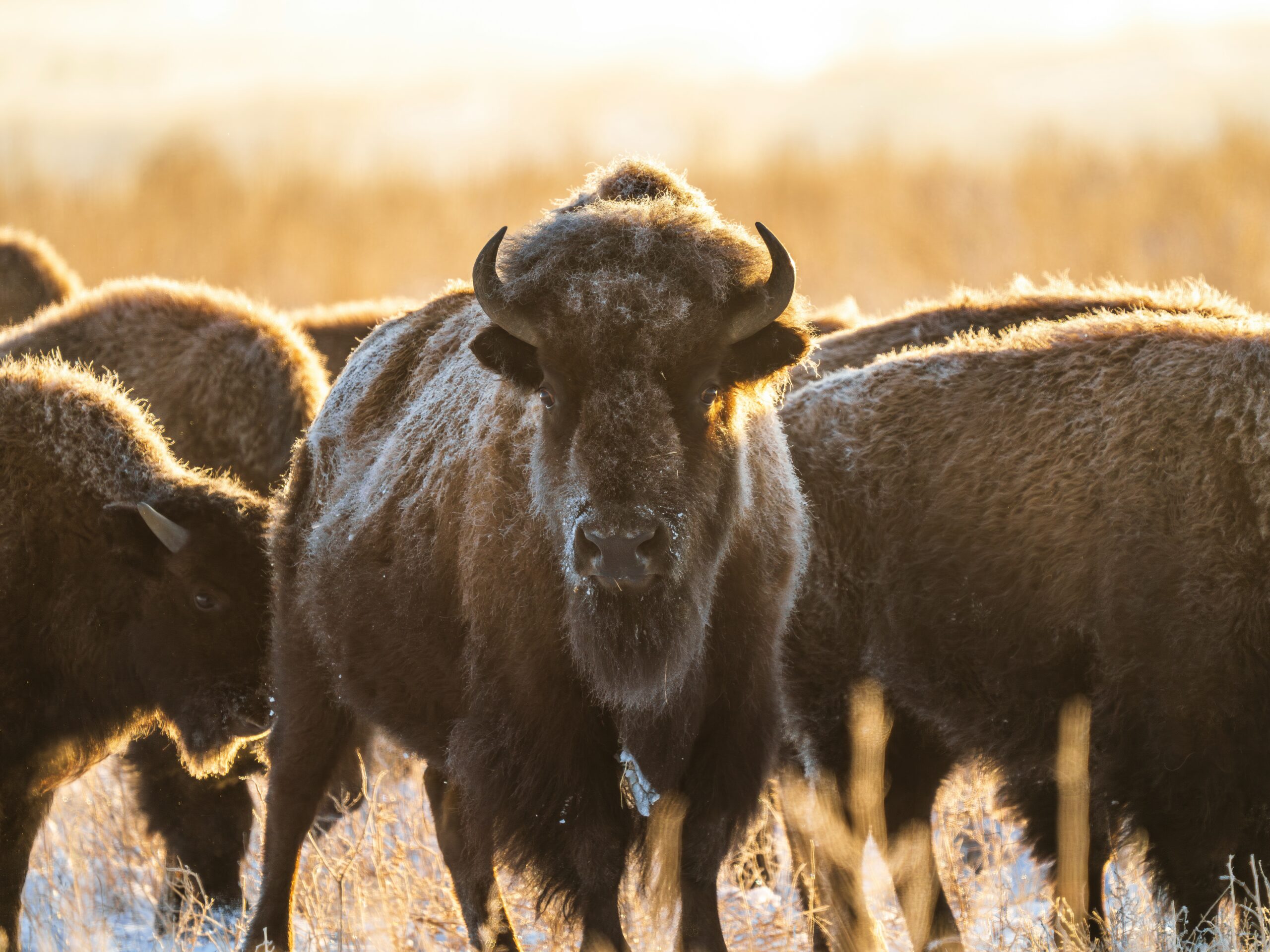north dakota sales tax permit