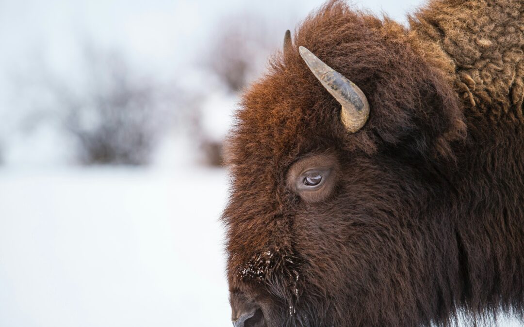 How to File North Dakota Sales Tax Returns (Step-by-Step Guide)