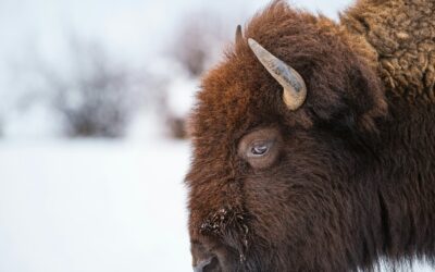How to File North Dakota Sales Tax Returns (Step-by-Step Guide)